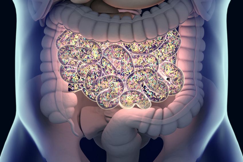 microbiota-intestinale Apparato digerente: cos'è e quali sono le sue funzioni