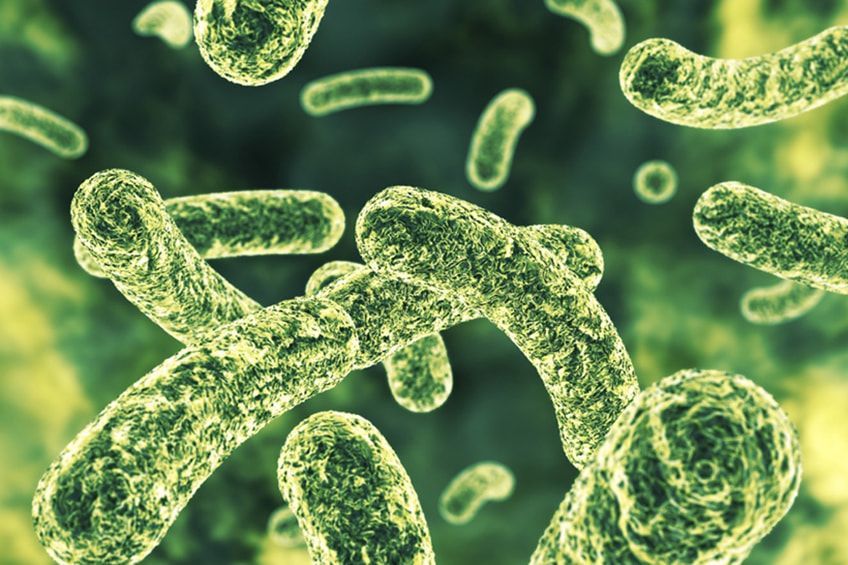 flora-batterica Flora batterica: come funziona e perché è importante conservarne l’equilibrio