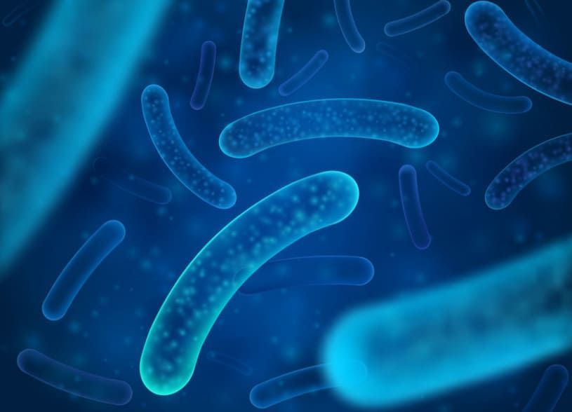 prebiotici-importanti Flora batterica: come funziona e perché è importante conservarne l’equilibrio